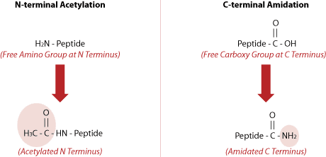 acetylated amidated